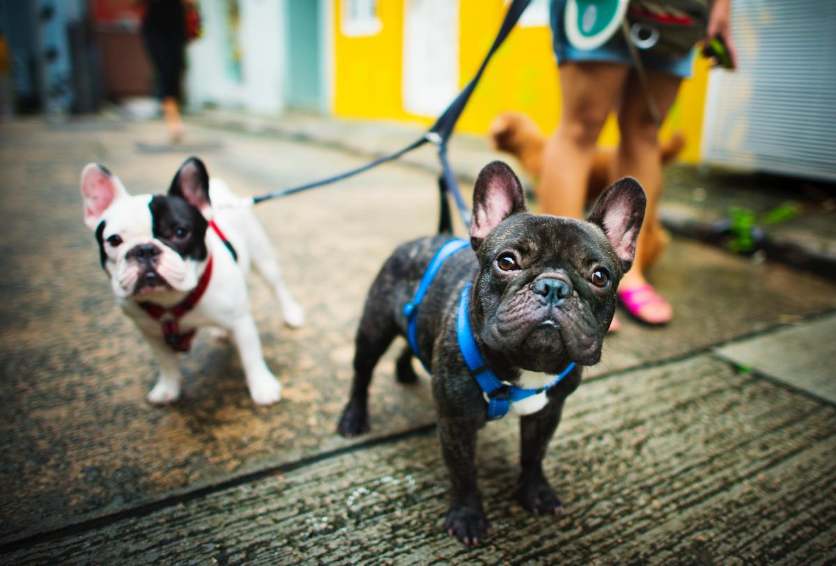 Discover Richmond's best pet-friendly patios for a memorable dining experience.